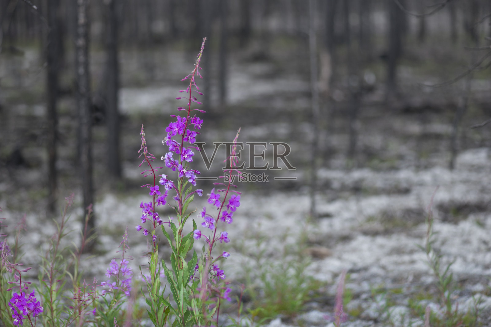 紫色林地天竺葵在森林火灾后照片摄影图片