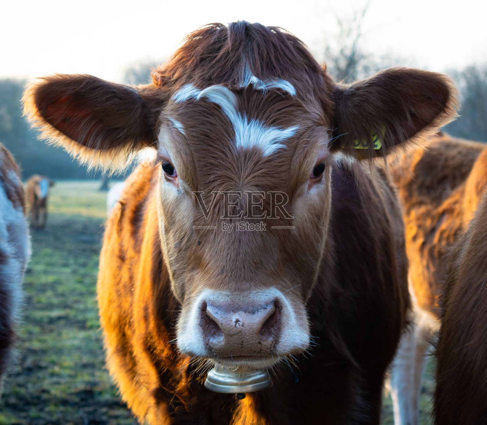 日落时分放牧的奶牛照片摄影图片