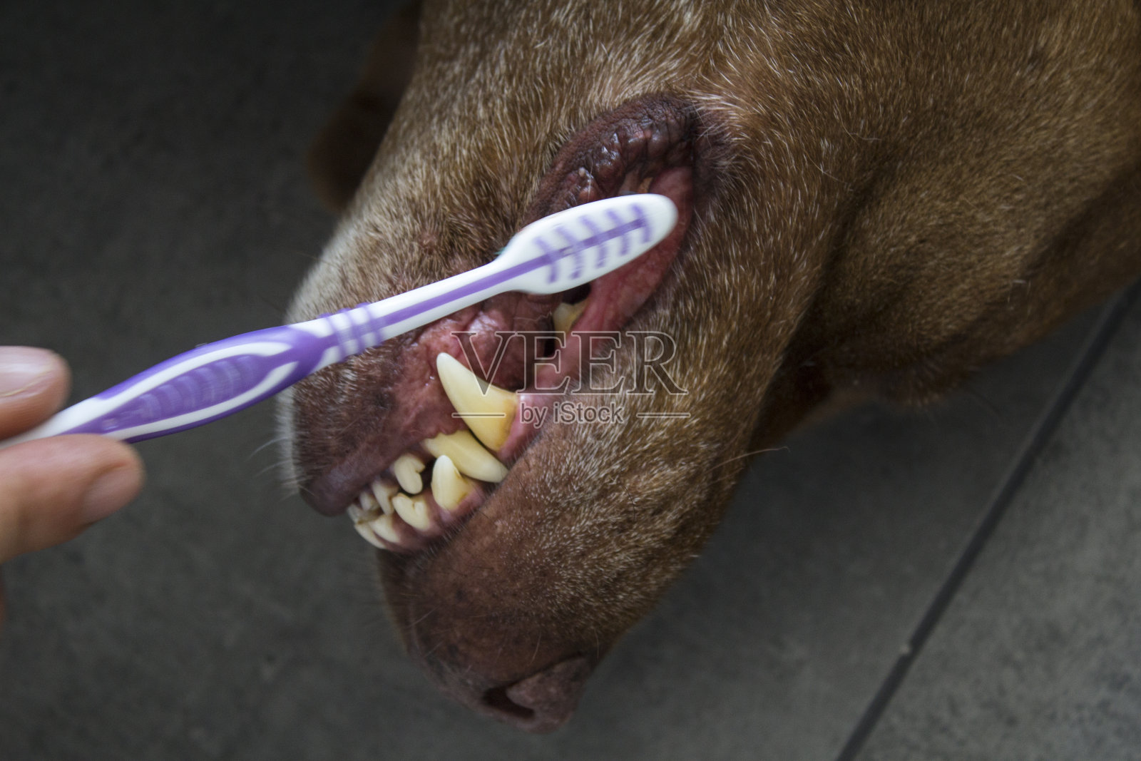 狗狗的牙齿清洁照片摄影图片
