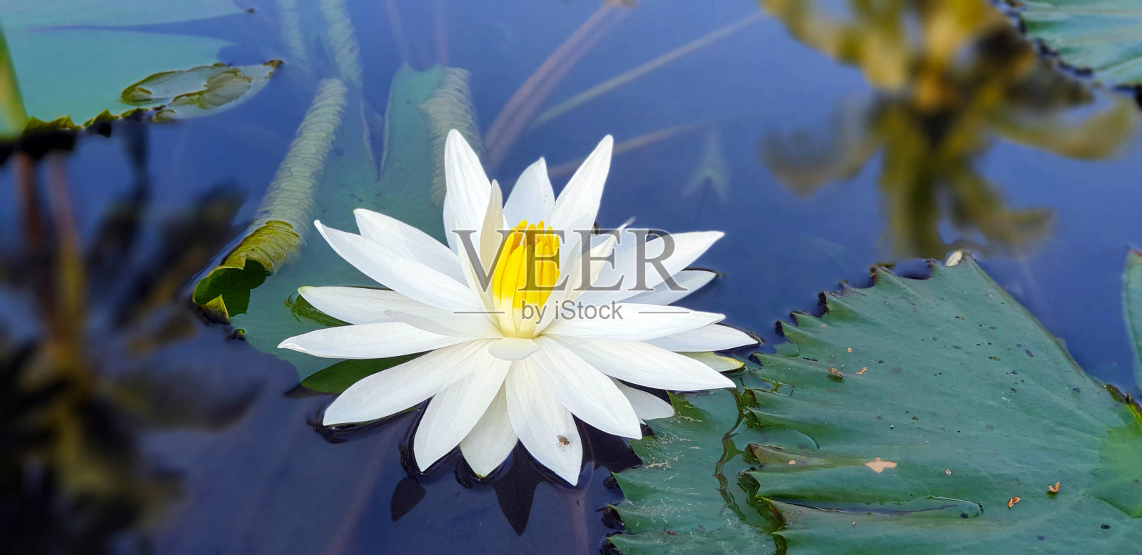 池塘中盛开的白莲与棕榈树的倒影照片摄影图片
