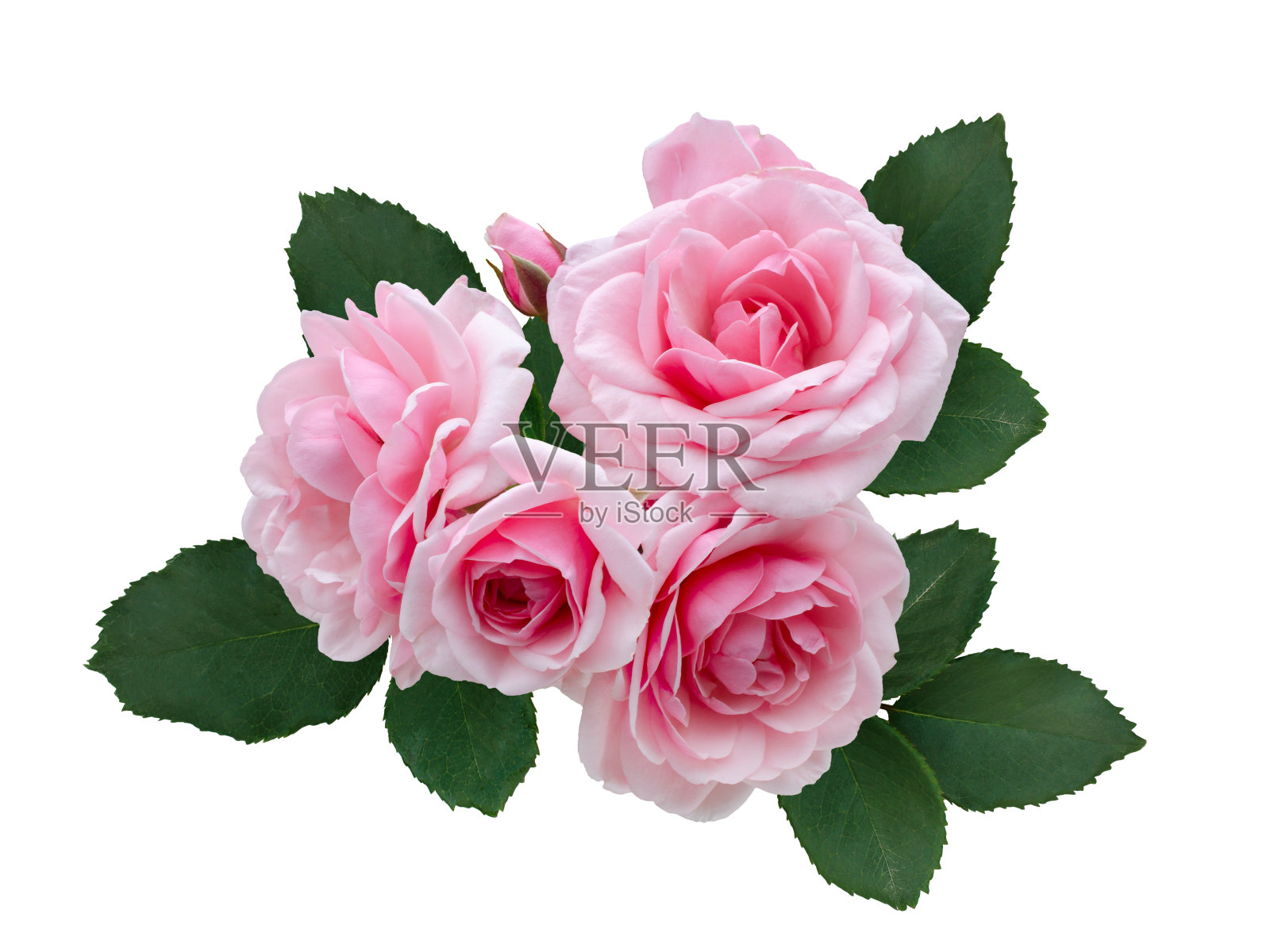 娇嫩的粉红玫瑰，绿叶照片摄影图片
