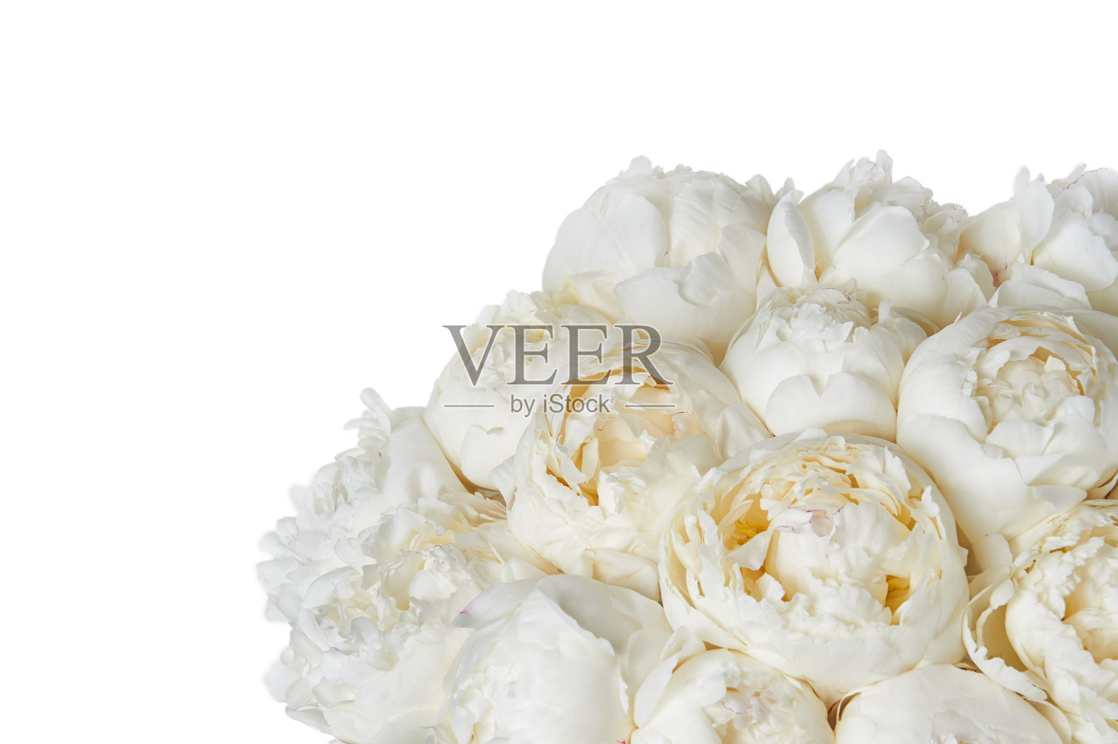 背景点缀着美丽的牡丹花束。白色背景上的白色牡丹，孤立。照片摄影图片