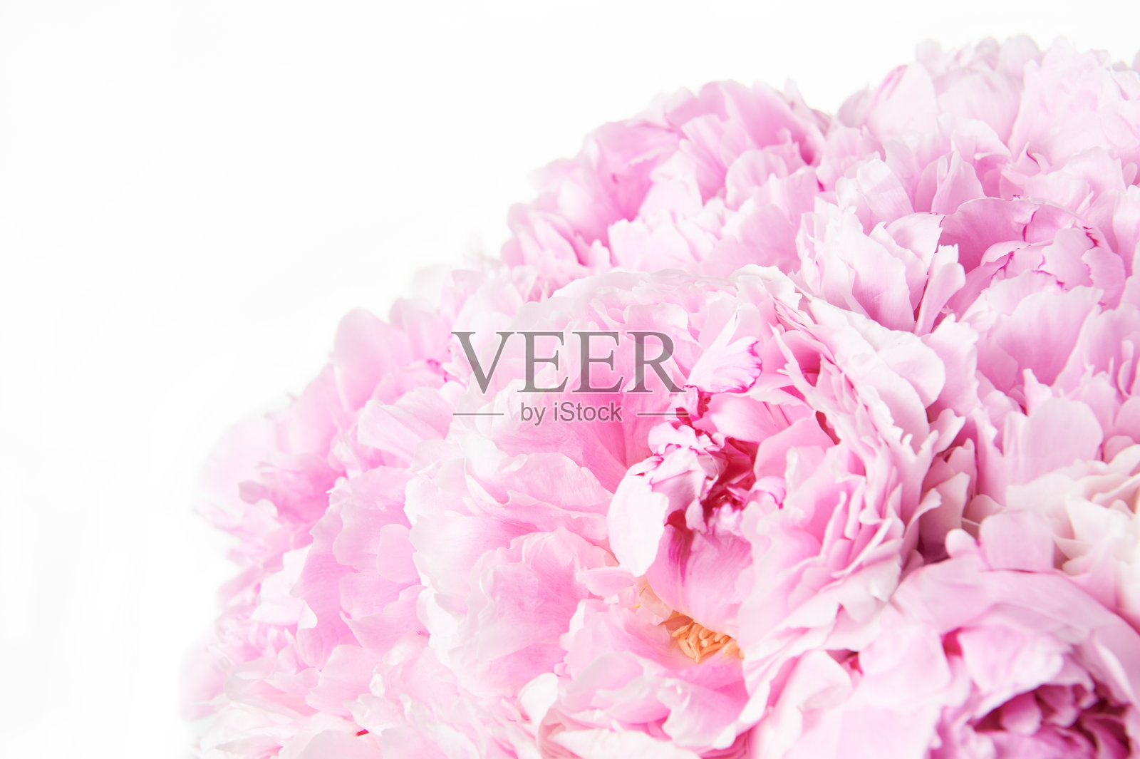 背景点缀着美丽的牡丹花束。白色背景上的粉红色牡丹，孤立。照片摄影图片