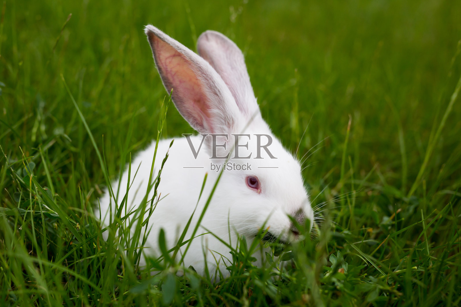 兔子吃草照片摄影图片