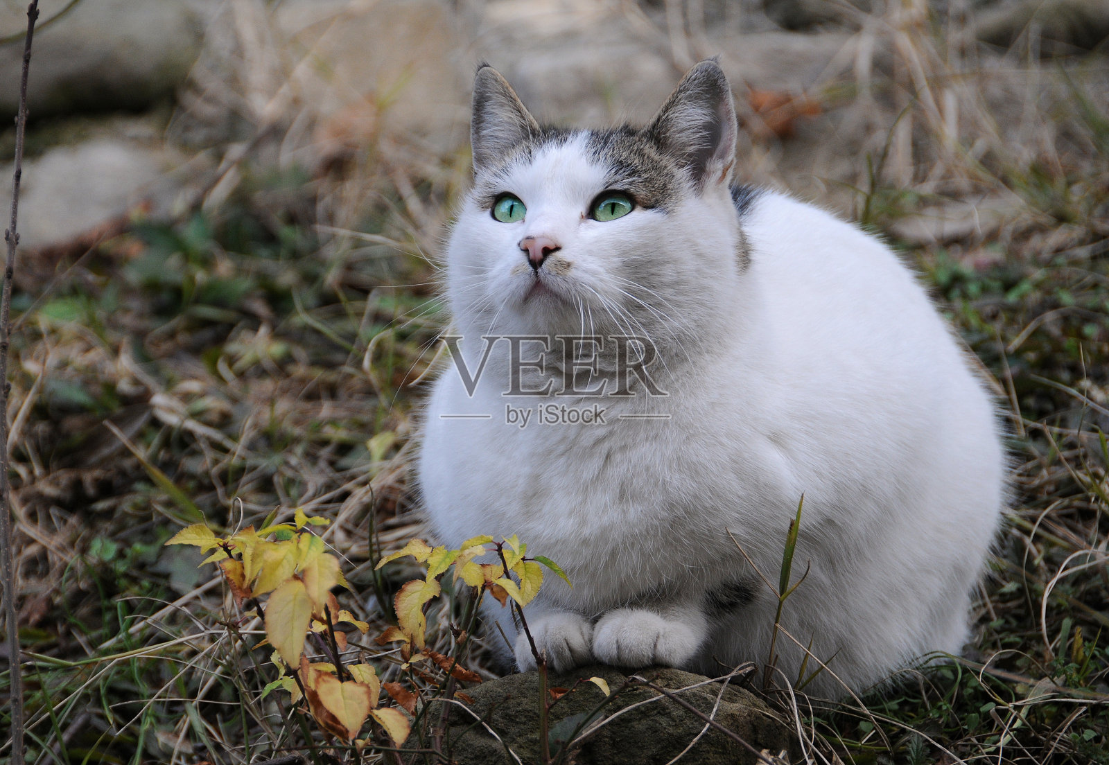 石头上的白猫照片摄影图片