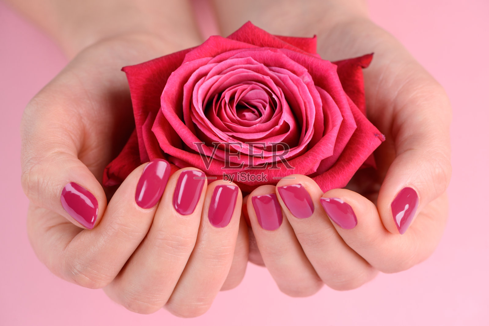 手捧玫瑰花蕾。纯深粉色指甲油照片摄影图片