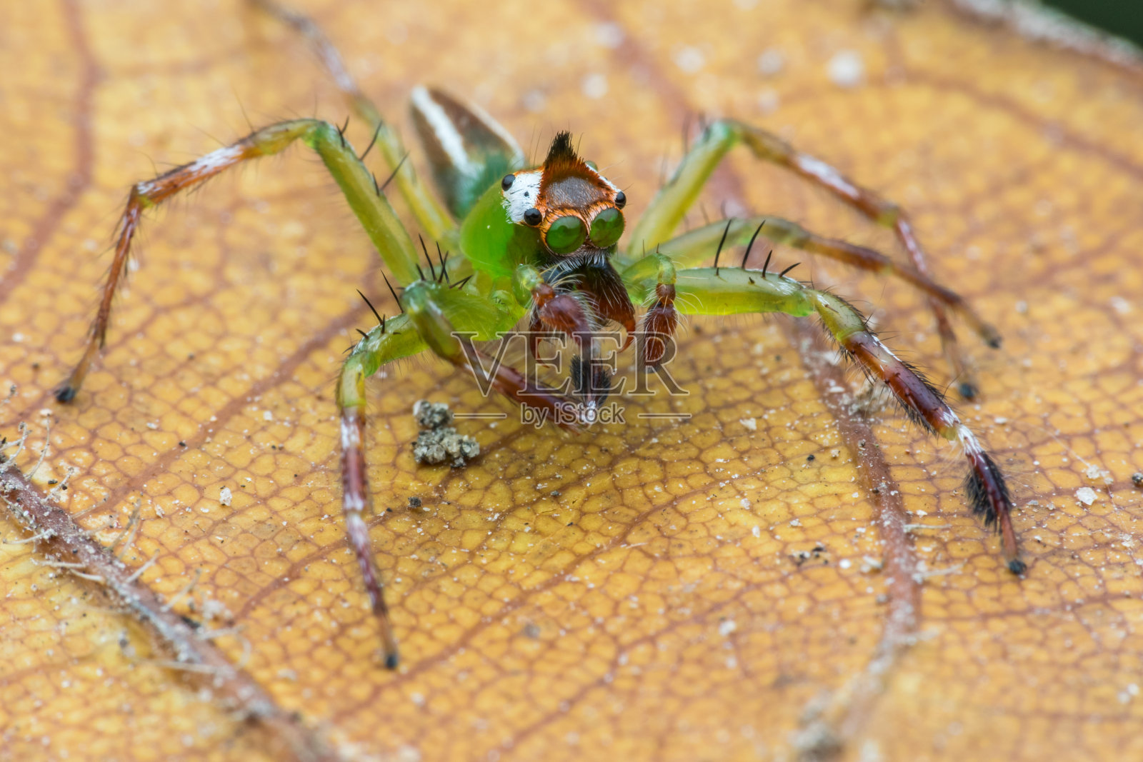 褐色叶子上的绿色长腿蜘蛛照片摄影图片