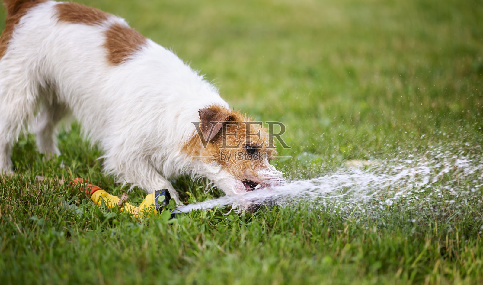 湿了开心的宠物狗小狗喝水照片摄影图片