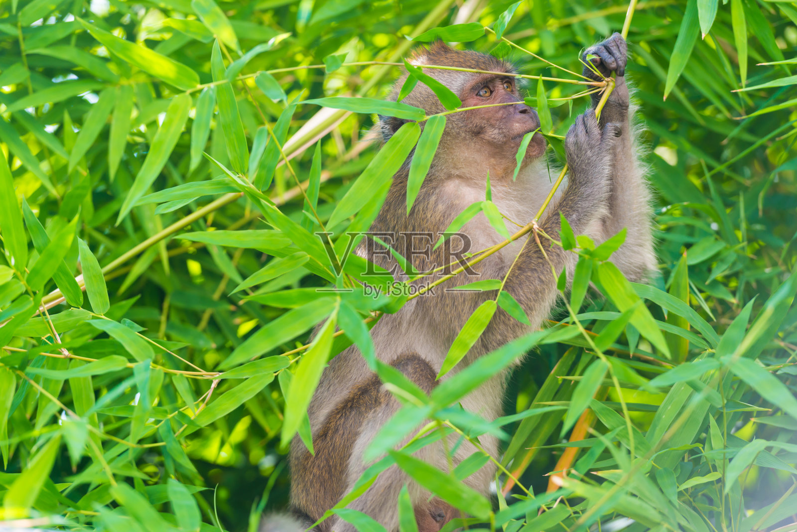 野生猴子吃绿叶照片摄影图片