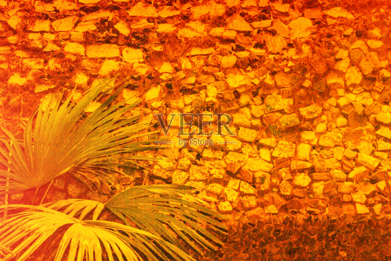异国情调的棕榈花。鲜艳多彩的叶子照片摄影图片
