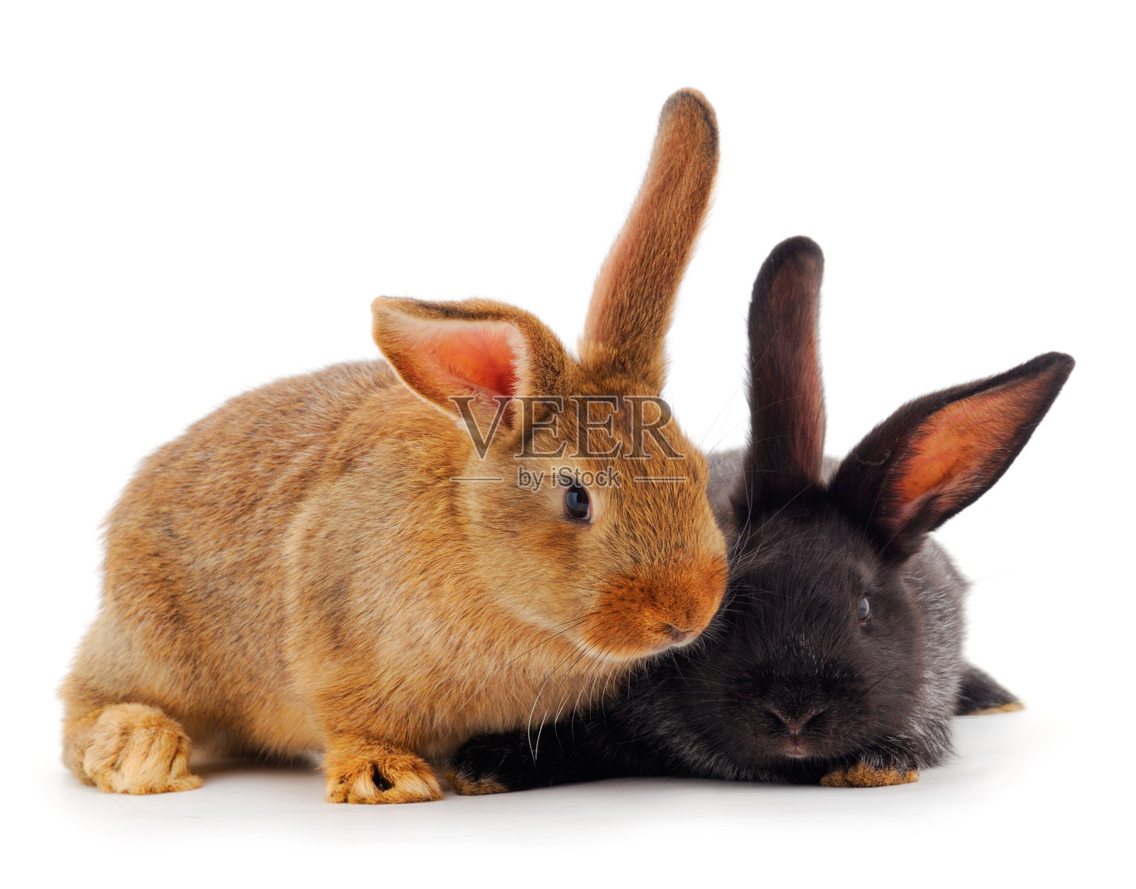 两个兔子孤立。照片摄影图片