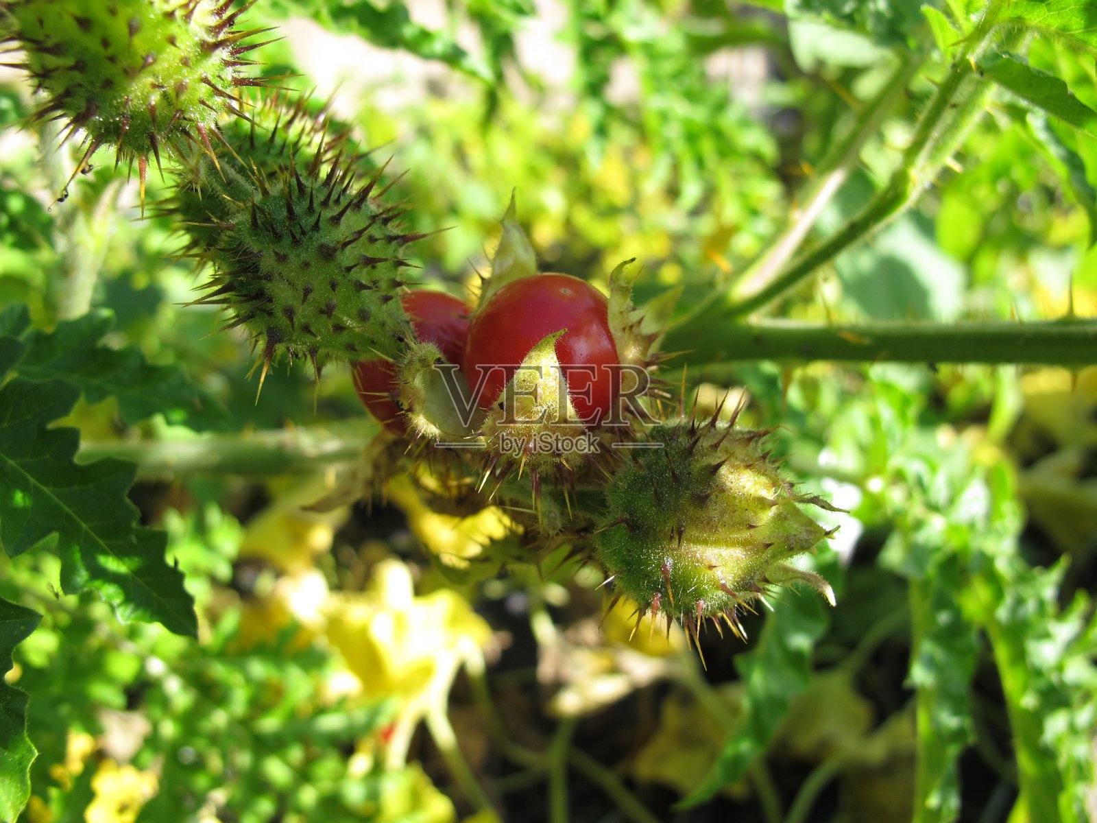 荔枝番茄，有红色果实的粗叶茄属植物，西桑茄照片摄影图片