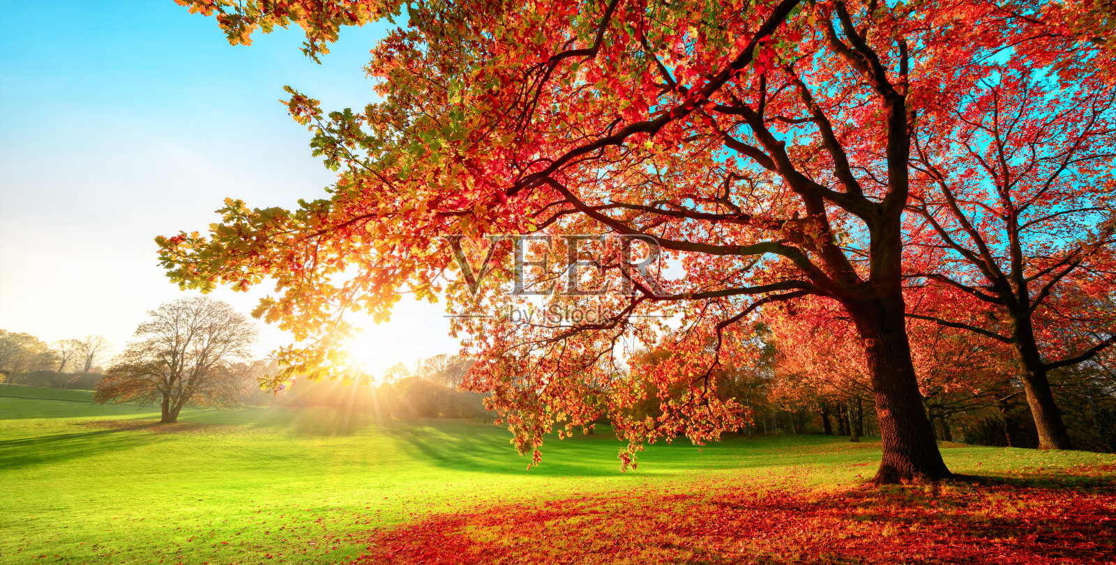 阳光明媚的公园，灿烂的秋色照片摄影图片