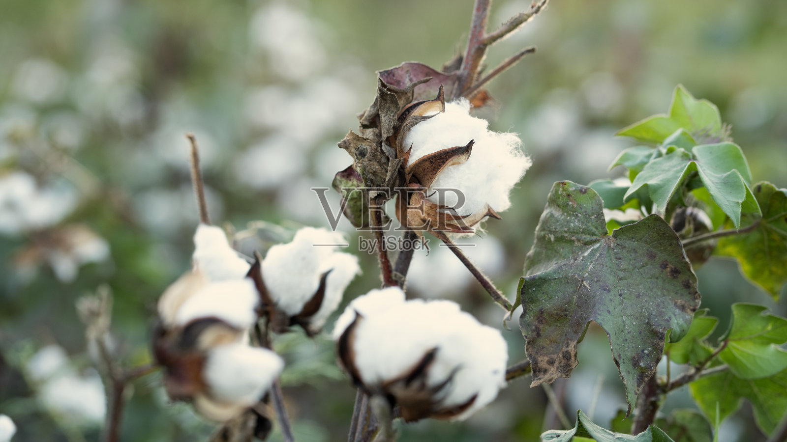 棉花种在地里照片摄影图片