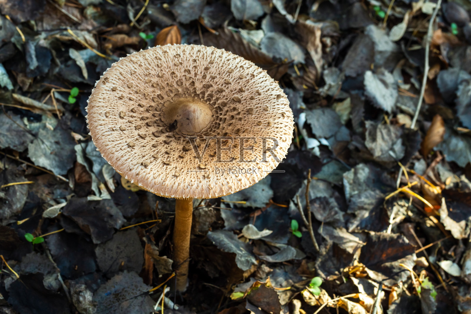 阳伞蘑菇特写镜头照片摄影图片