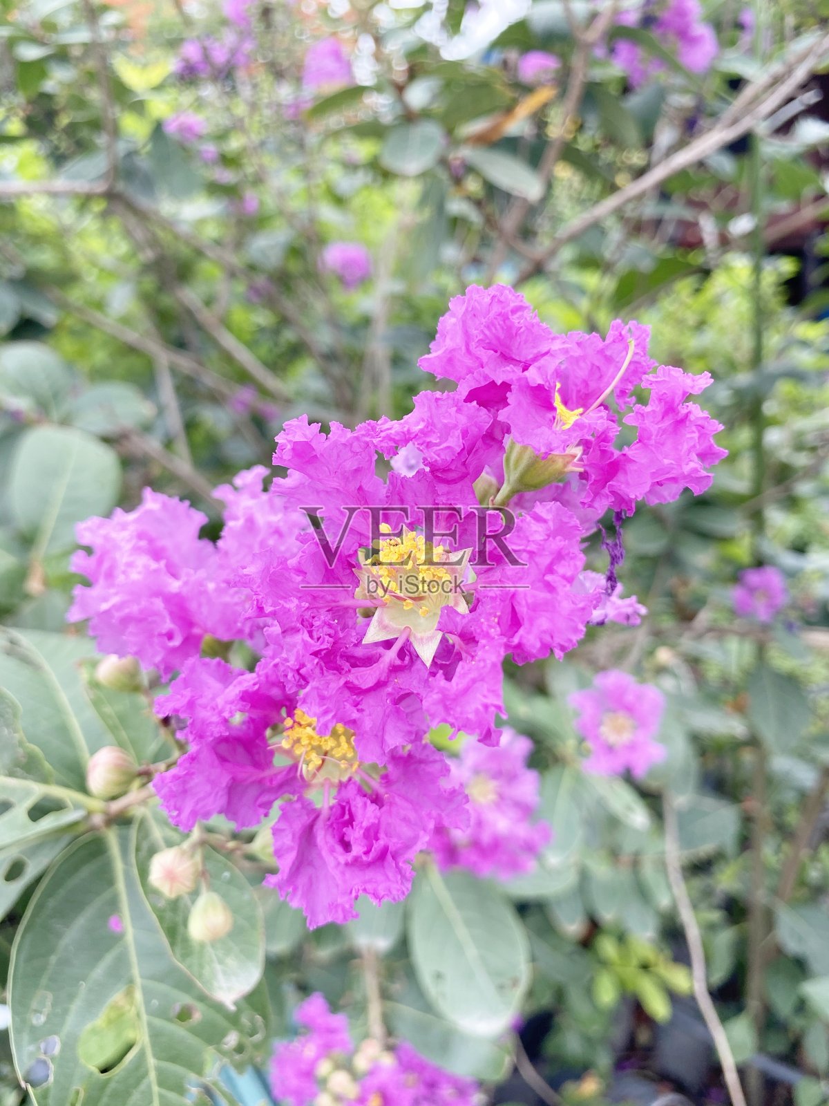 自然花园中的紫薇花照片摄影图片