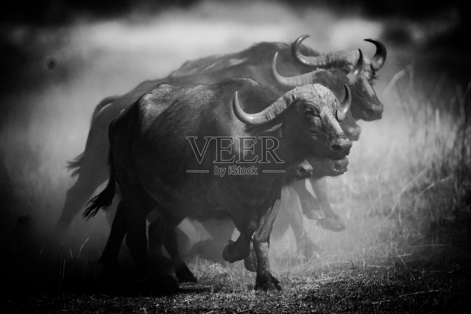 在博斯瓦纳的奥卡万戈三角洲的黑白野生水牛照片摄影图片