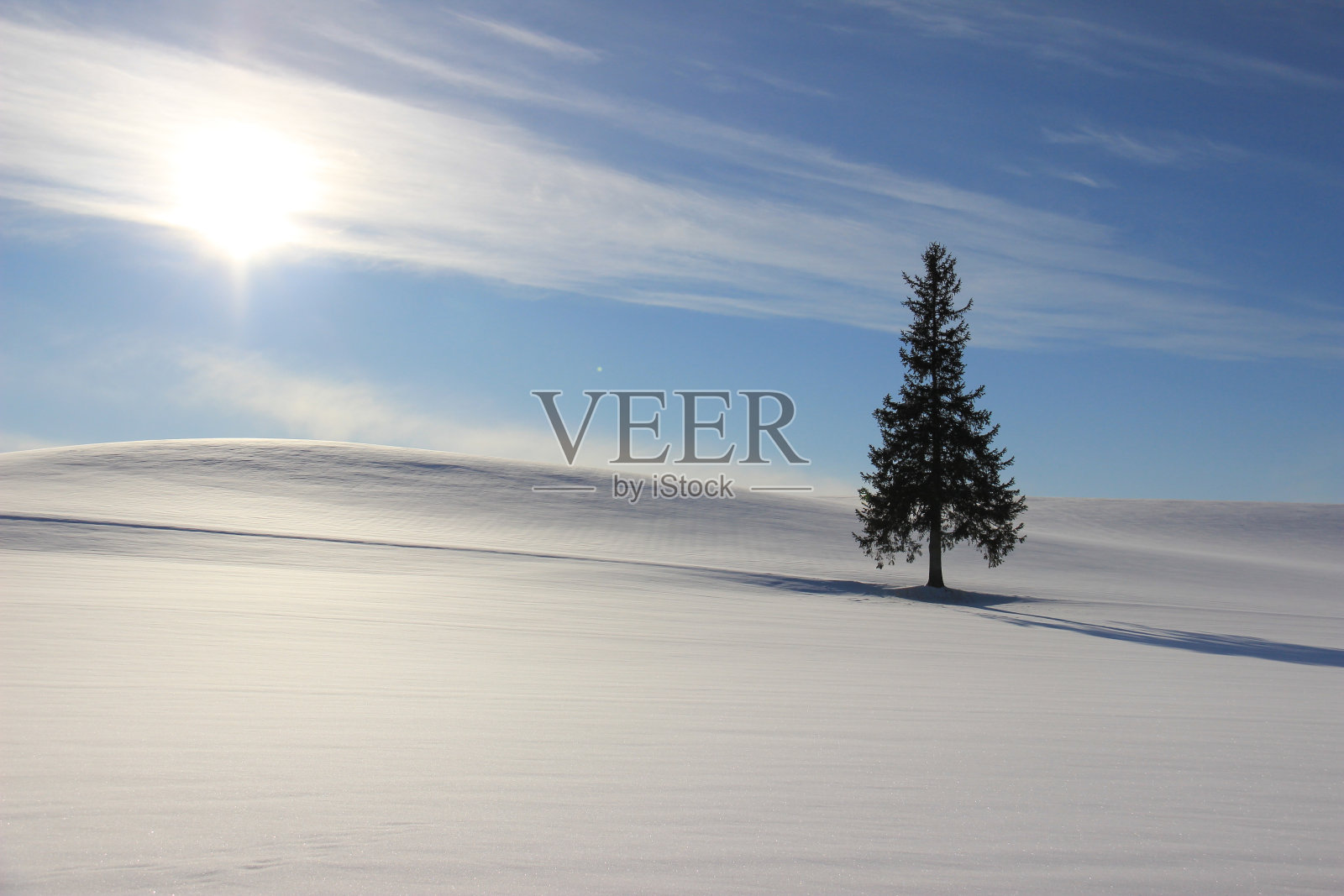 松树挺立在雪地里照片摄影图片