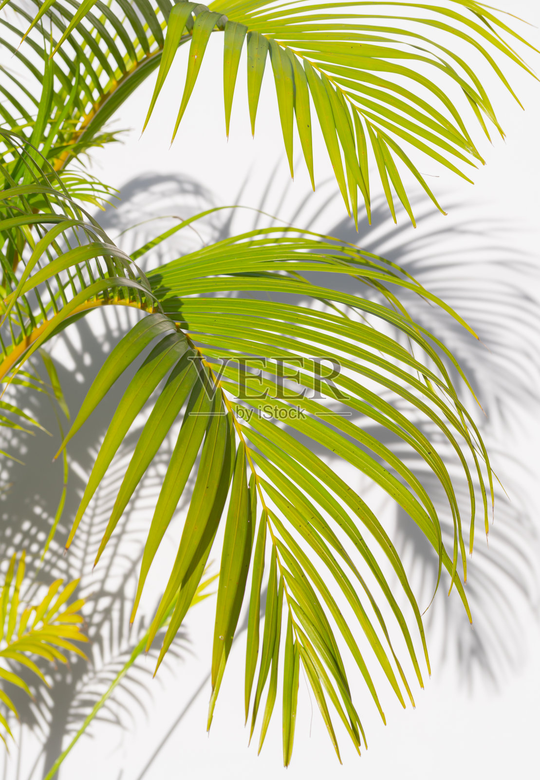 白色背景上的棕榈叶和阴影照片摄影图片