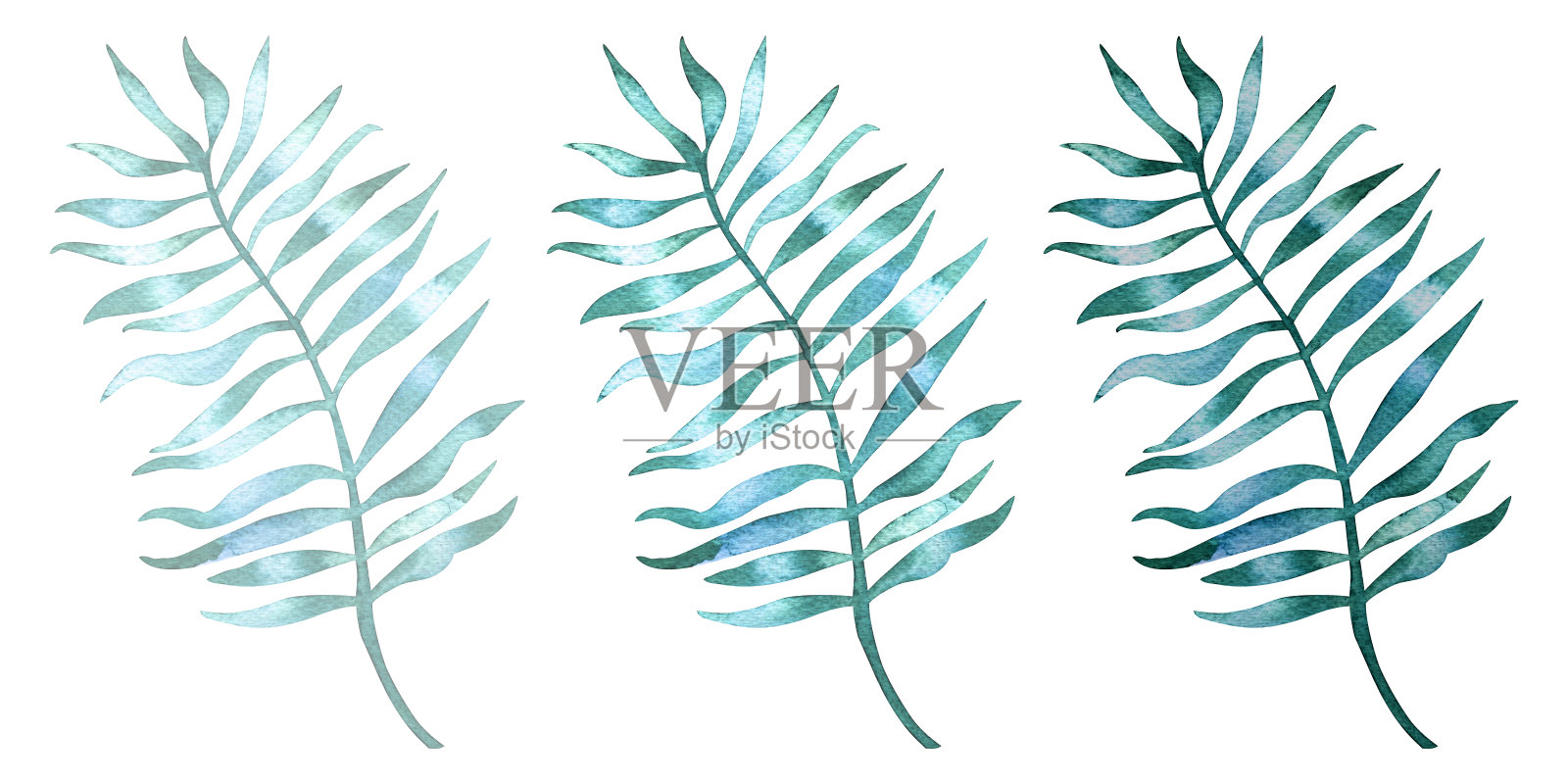 一套水彩热带树叶，3色调版本。水彩插图孤立的白色背景。插画图片素材