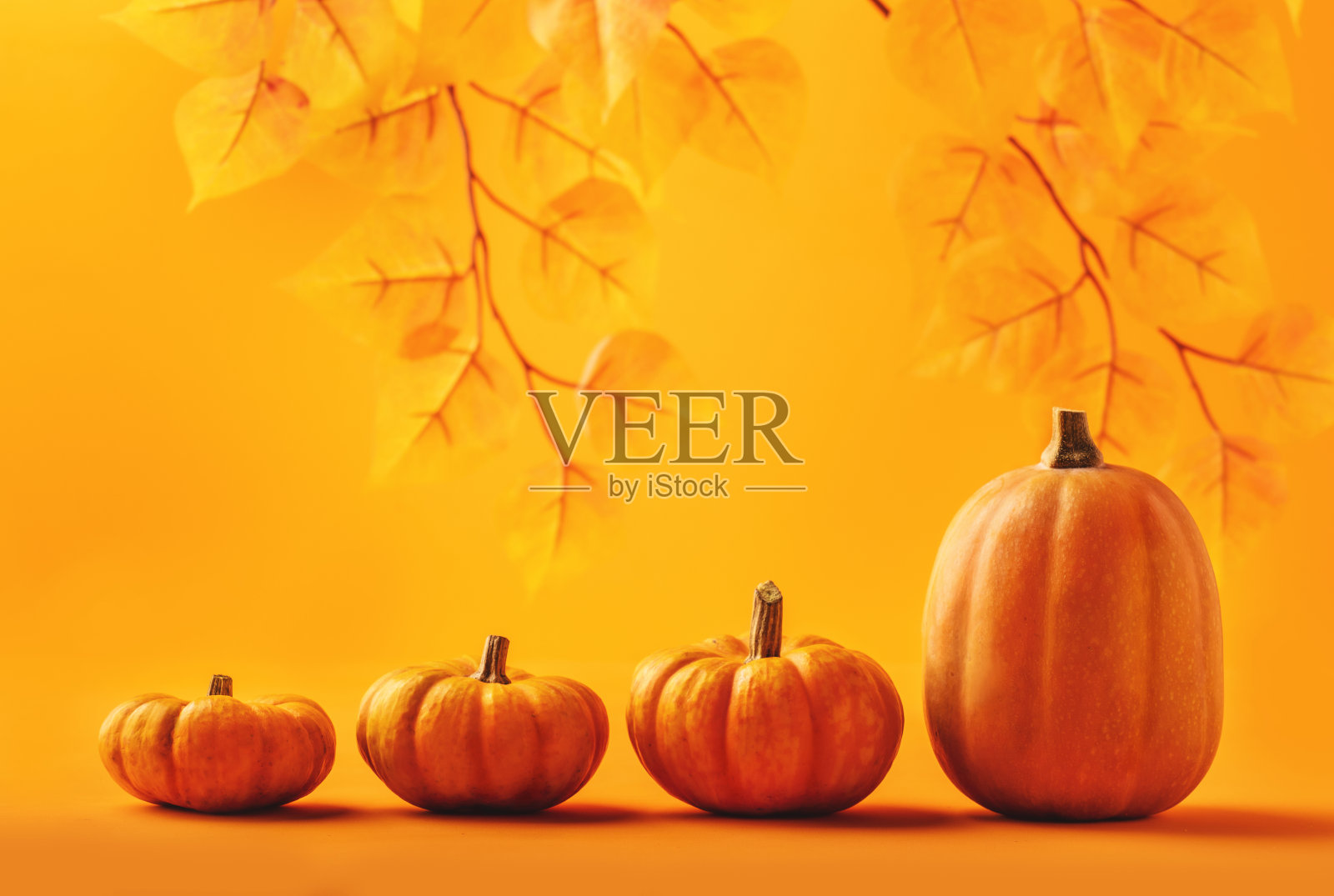 秋天总橙色，万圣节，感恩节概念。橙色背景的南瓜。单色图像照片摄影图片