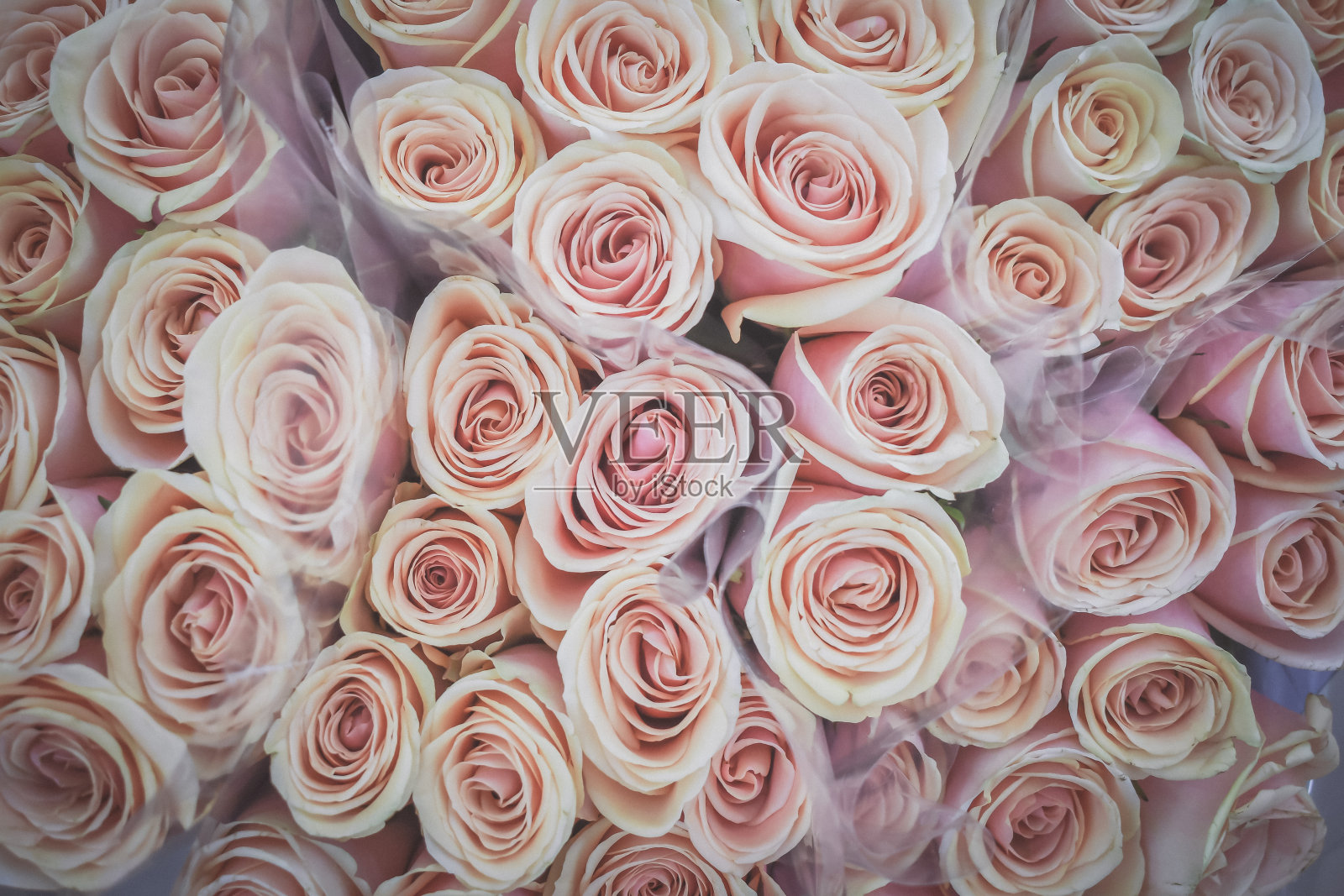 完整框架的玫瑰花束照片摄影图片