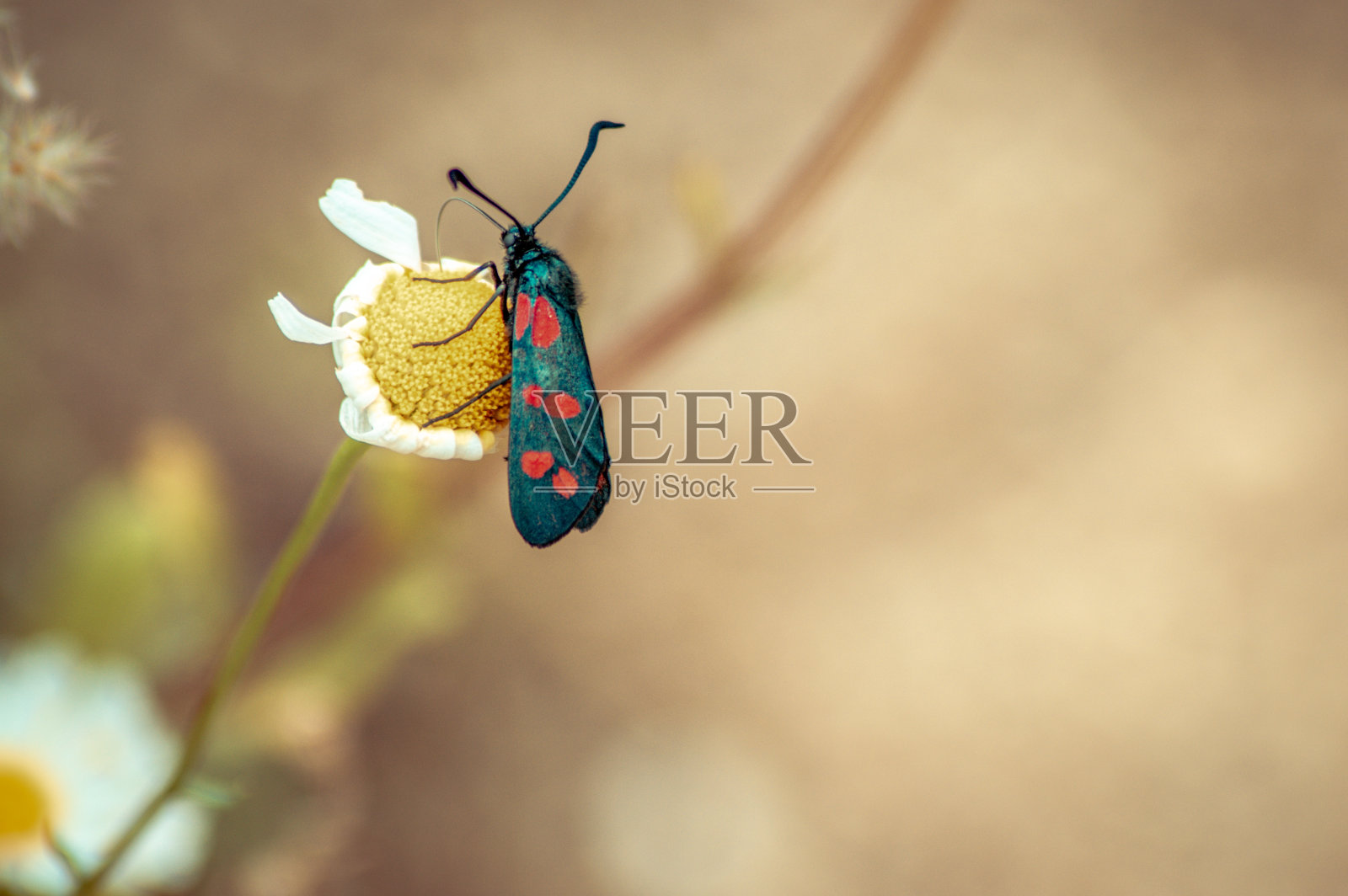 一个黑色昆虫与红色斑点的黄色花的特写照片摄影图片