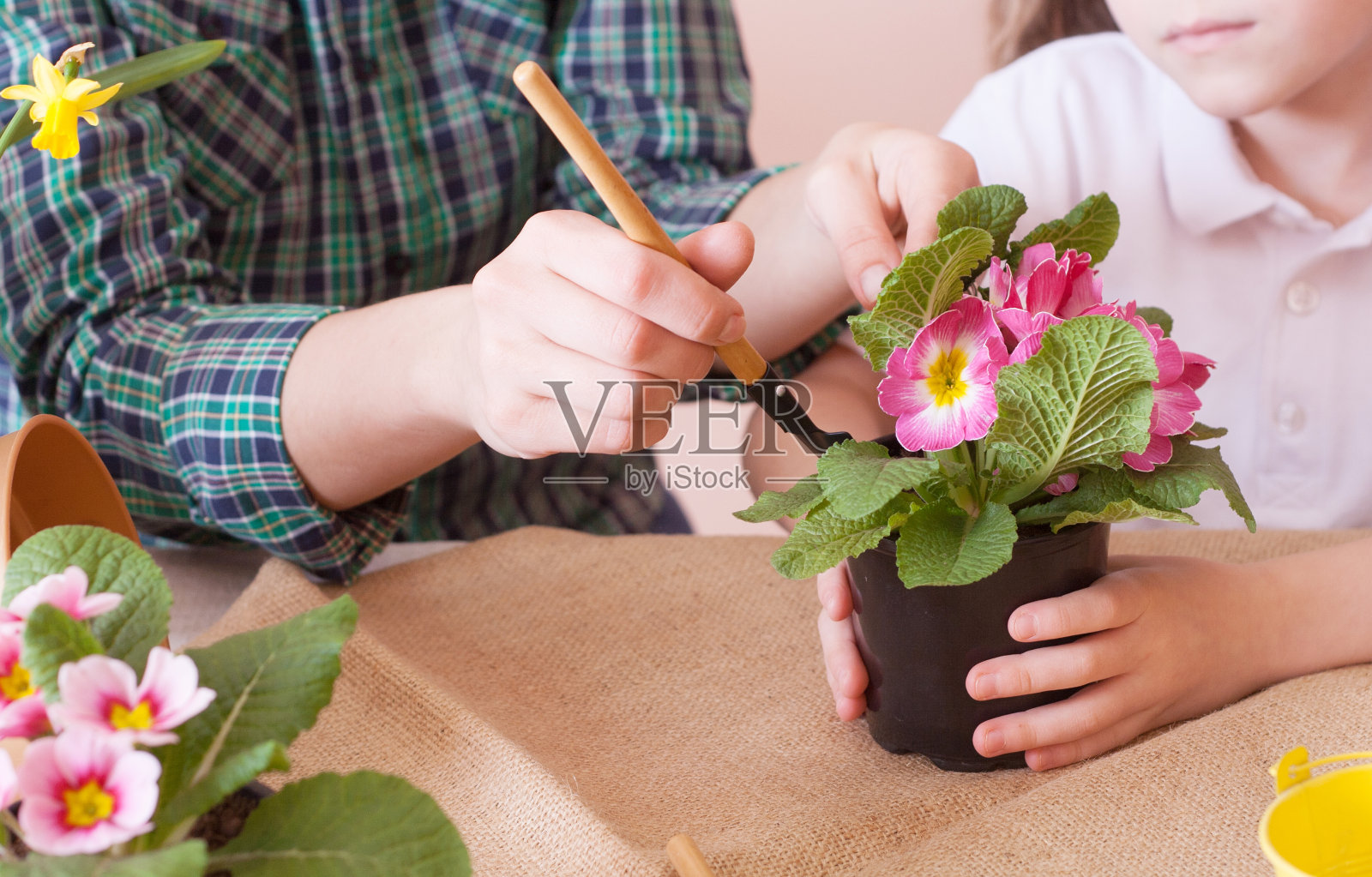 可爱的小女孩帮助妈妈照料植物。工作室里的幸福家庭，特写。照片摄影图片