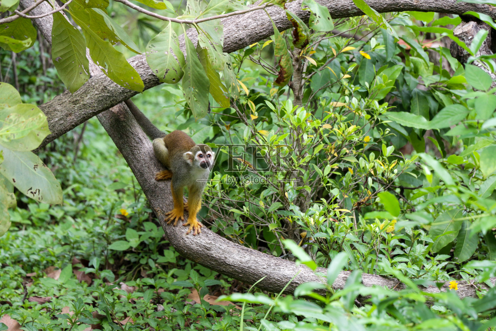 松鼠猴，猕猴，坐在长满绿叶的树干上照片摄影图片