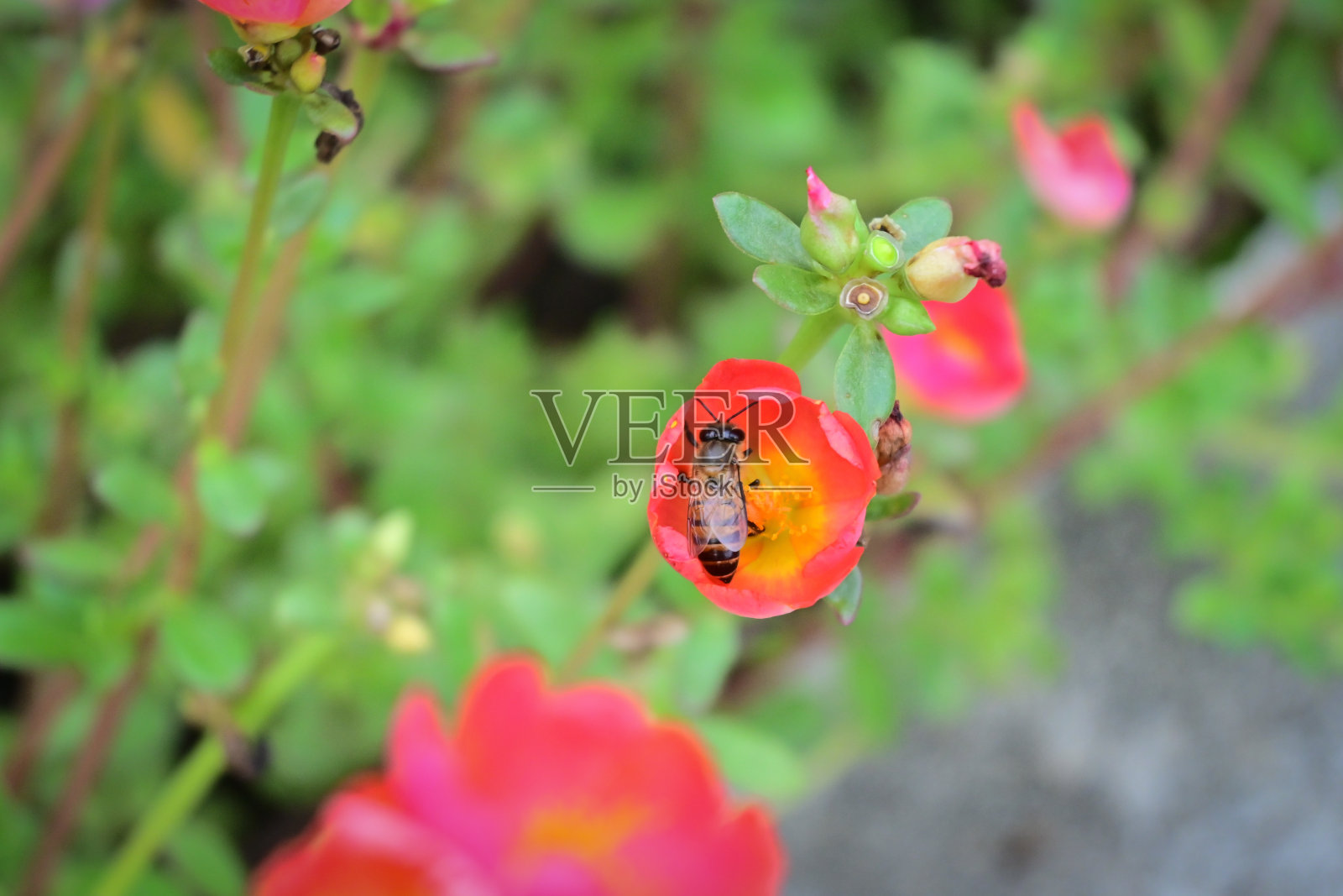 蜜蜂帮助马齿苋或马齿苋授粉照片摄影图片