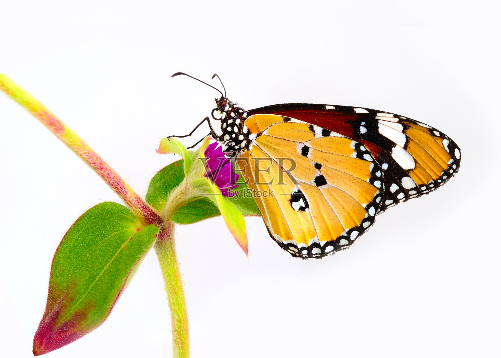 美丽的素色虎蝶贴在粉红色的花上，孤立在白色的背景上照片摄影图片