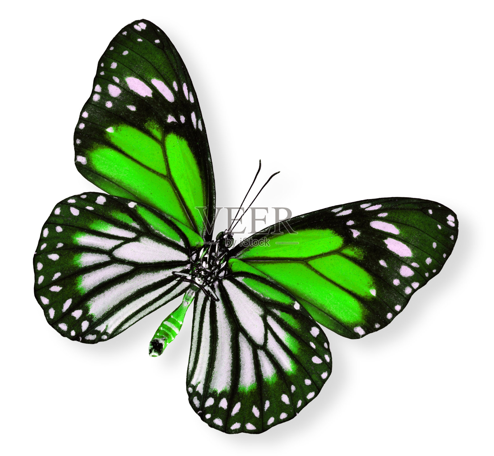 美丽的绿蝴蝶(白虎)照片摄影图片