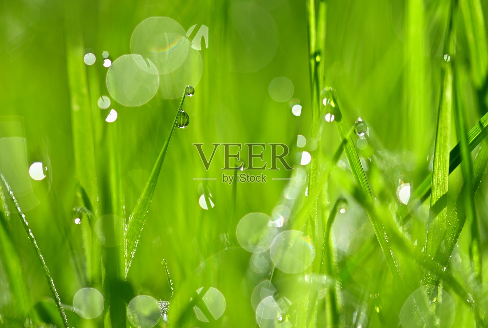 大自然——青草中的露珠。清新的绿色概念和抽象的色彩背景。照片摄影图片