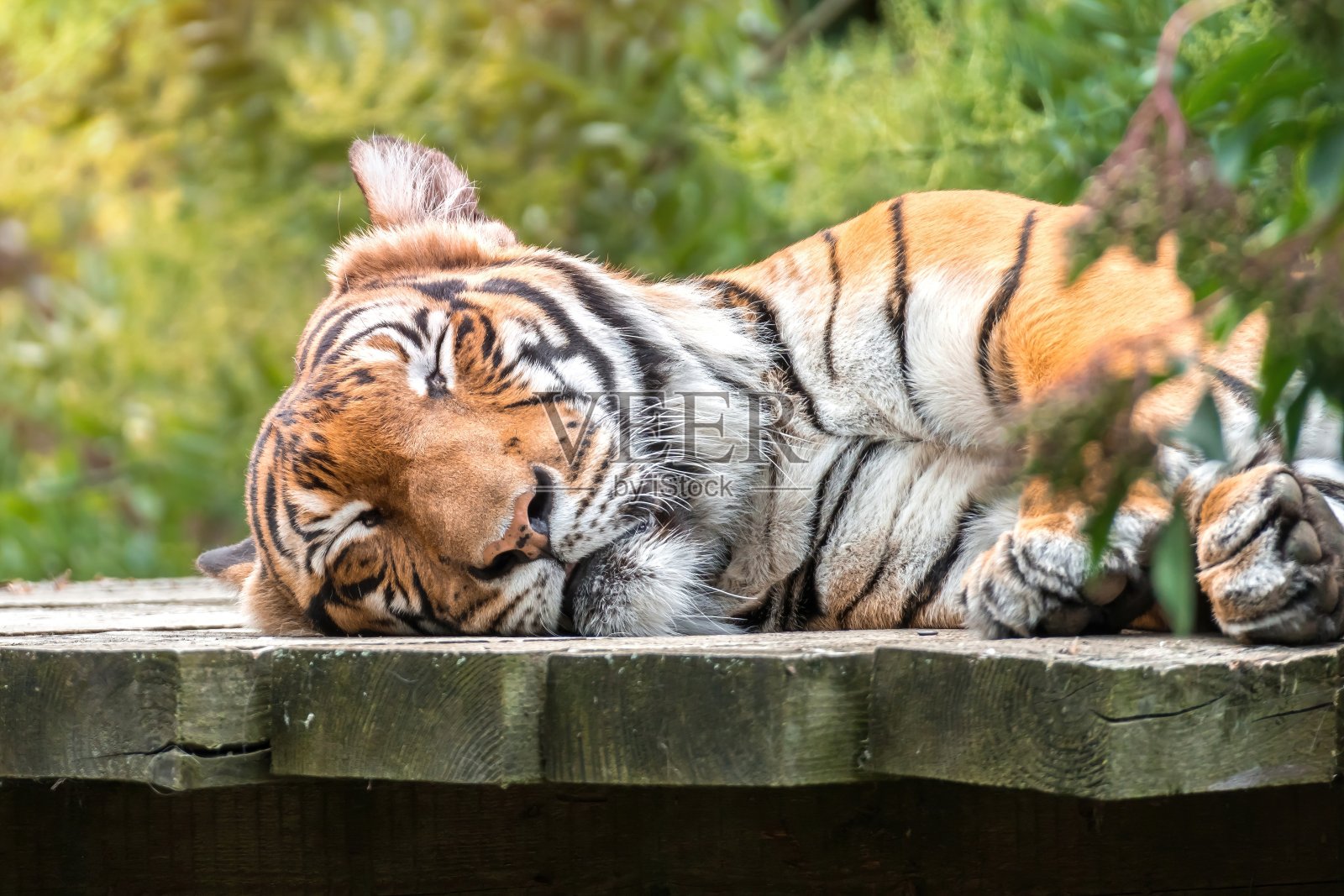 老虎在阳光明媚的日子里躺在木地板上休息照片摄影图片