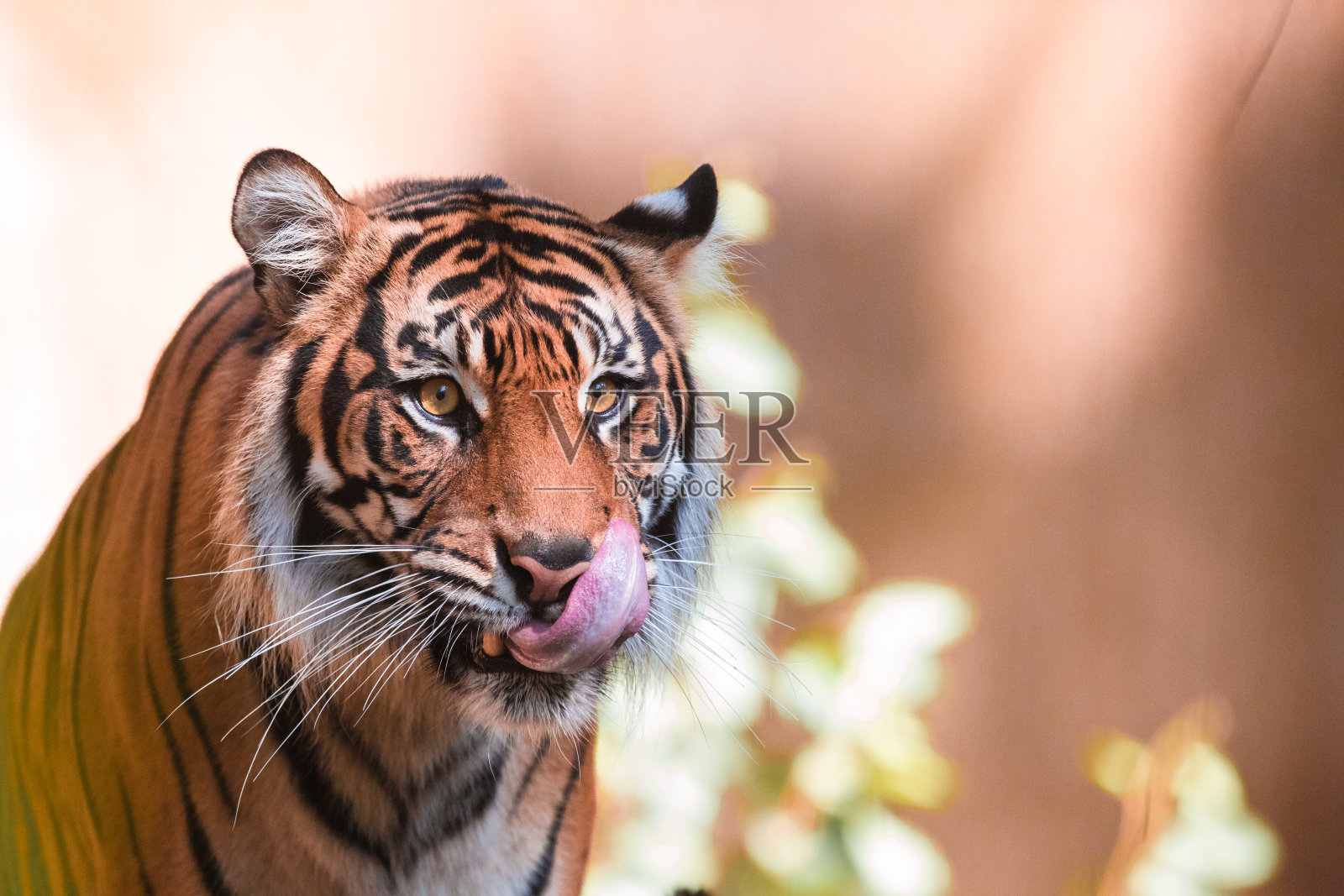 孟加拉虎(Panthera tigris tigris)在树上，野生动物拍摄照片摄影图片