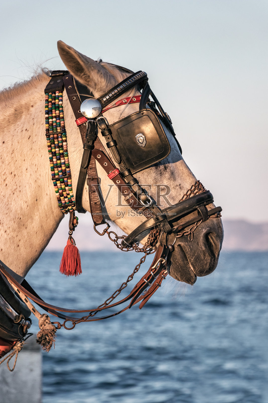 近距离的肖像，一个马车马的头鞍和皮革百叶窗的背景在Spetses，希腊。照片摄影图片