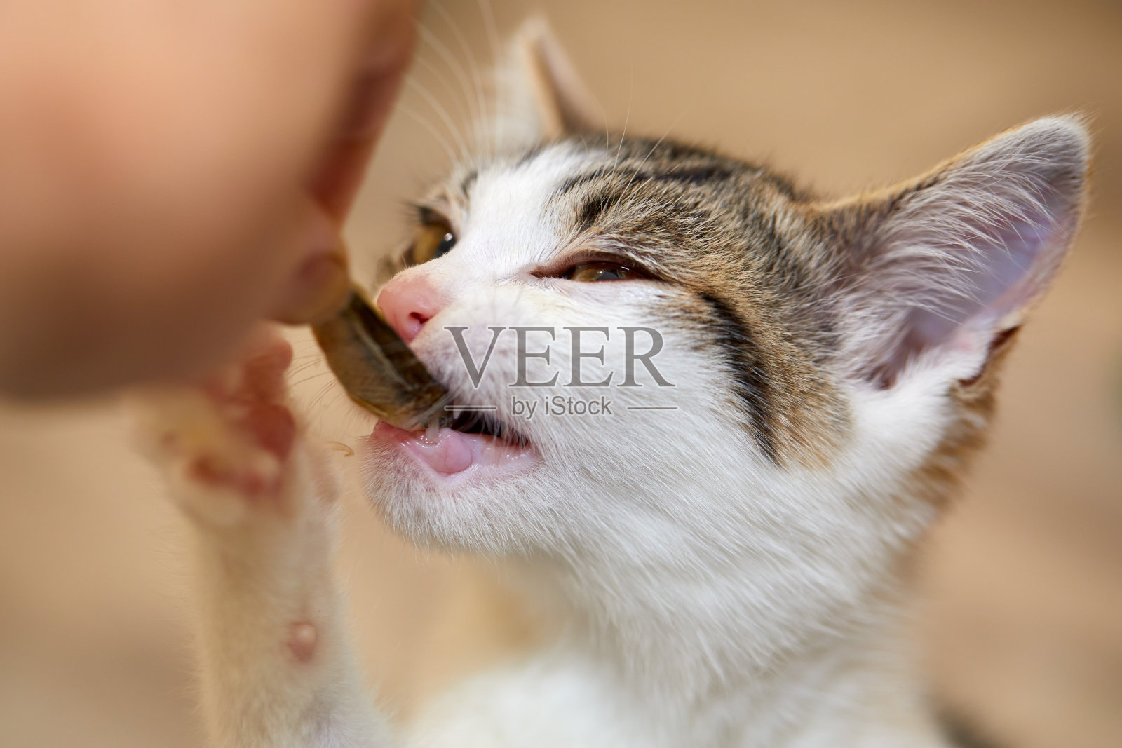 年轻的虎斑猫和白色小猫打开她的嘴，正在吃一个健康的干米诺鱼从一个人的手照片摄影图片