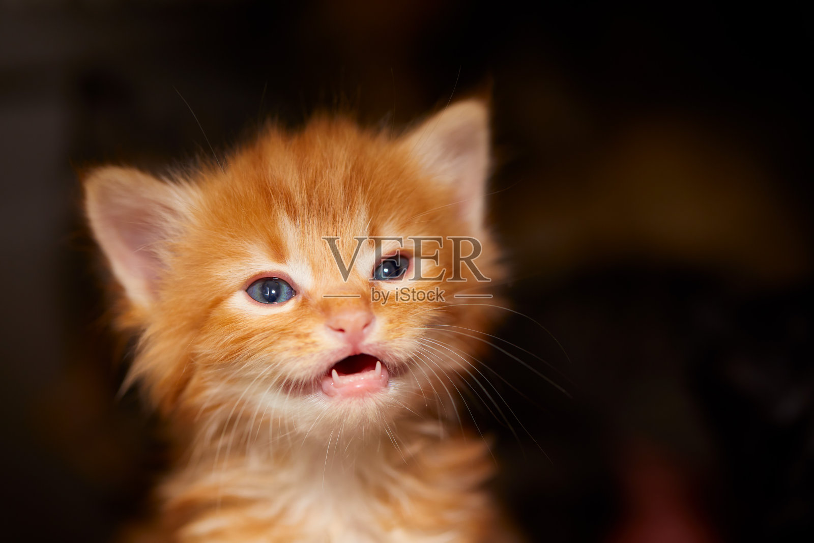 一个橘色的小猫咪的特写，蓝色的眼睛，张开的嘴和可见的犬齿。孤立在黑暗背景。照片摄影图片