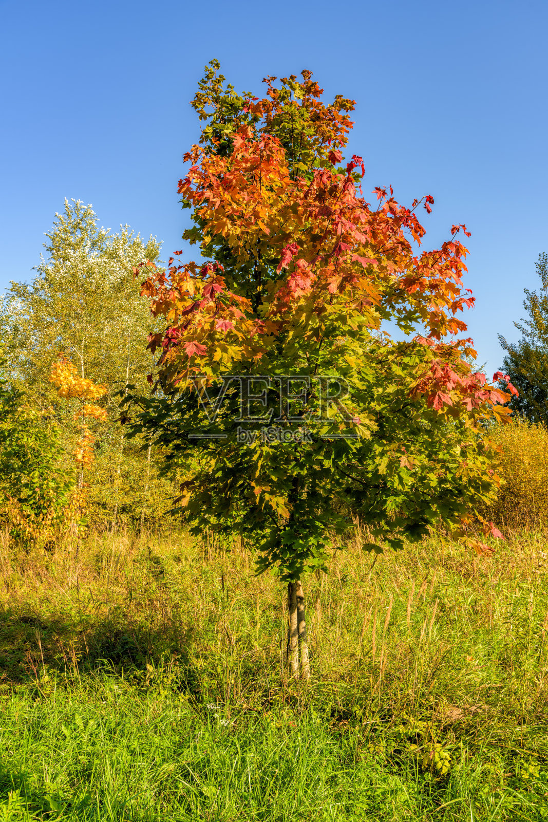 在阳光明媚的日子里，秋天树叶的火红颜色照片摄影图片