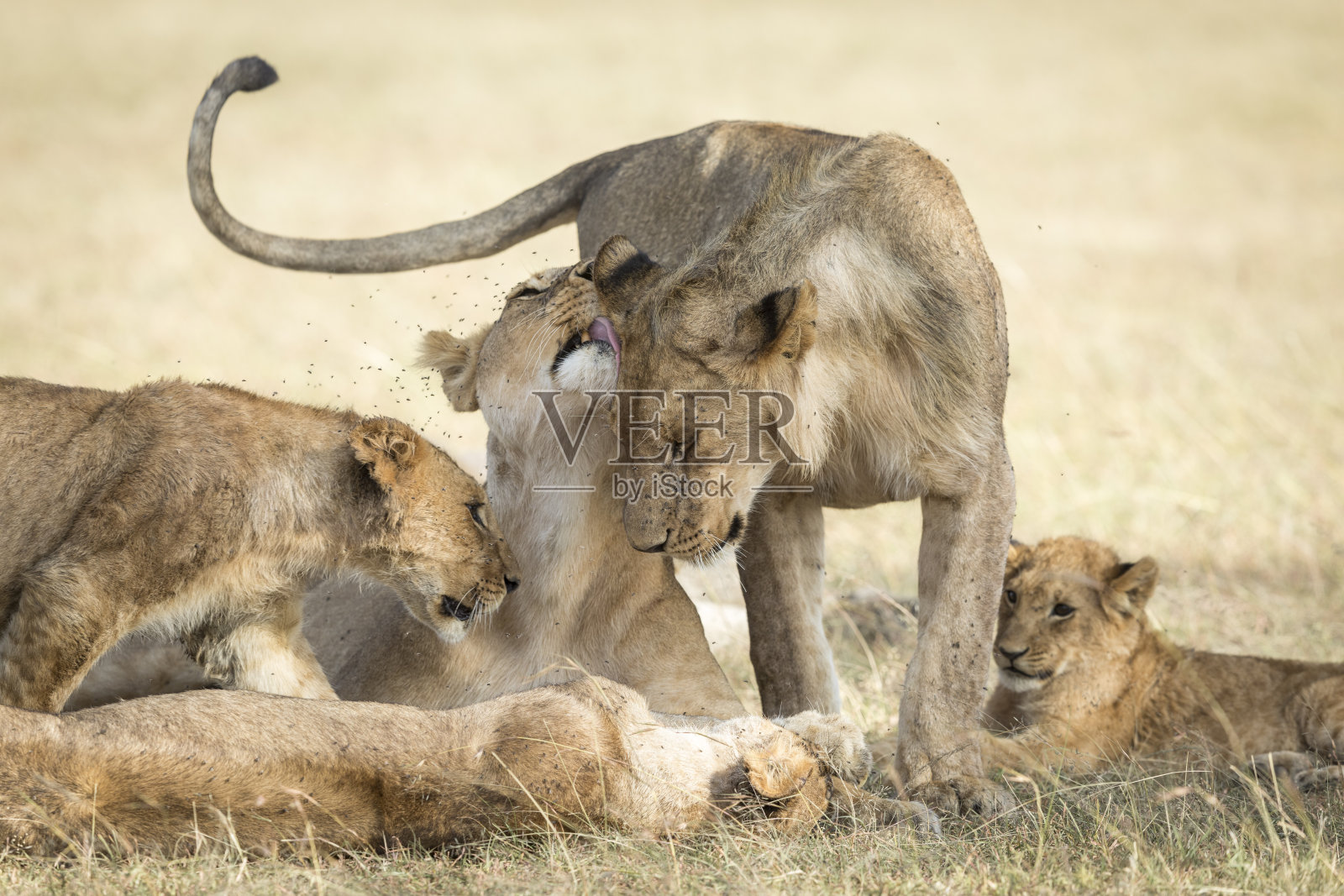 在肯尼亚的马赛马拉，一群狮子躺在地上互相问候并表达爱意照片摄影图片