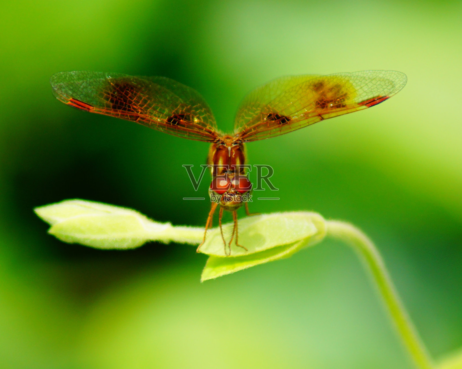 棉布彭南特蜻蜓照片摄影图片