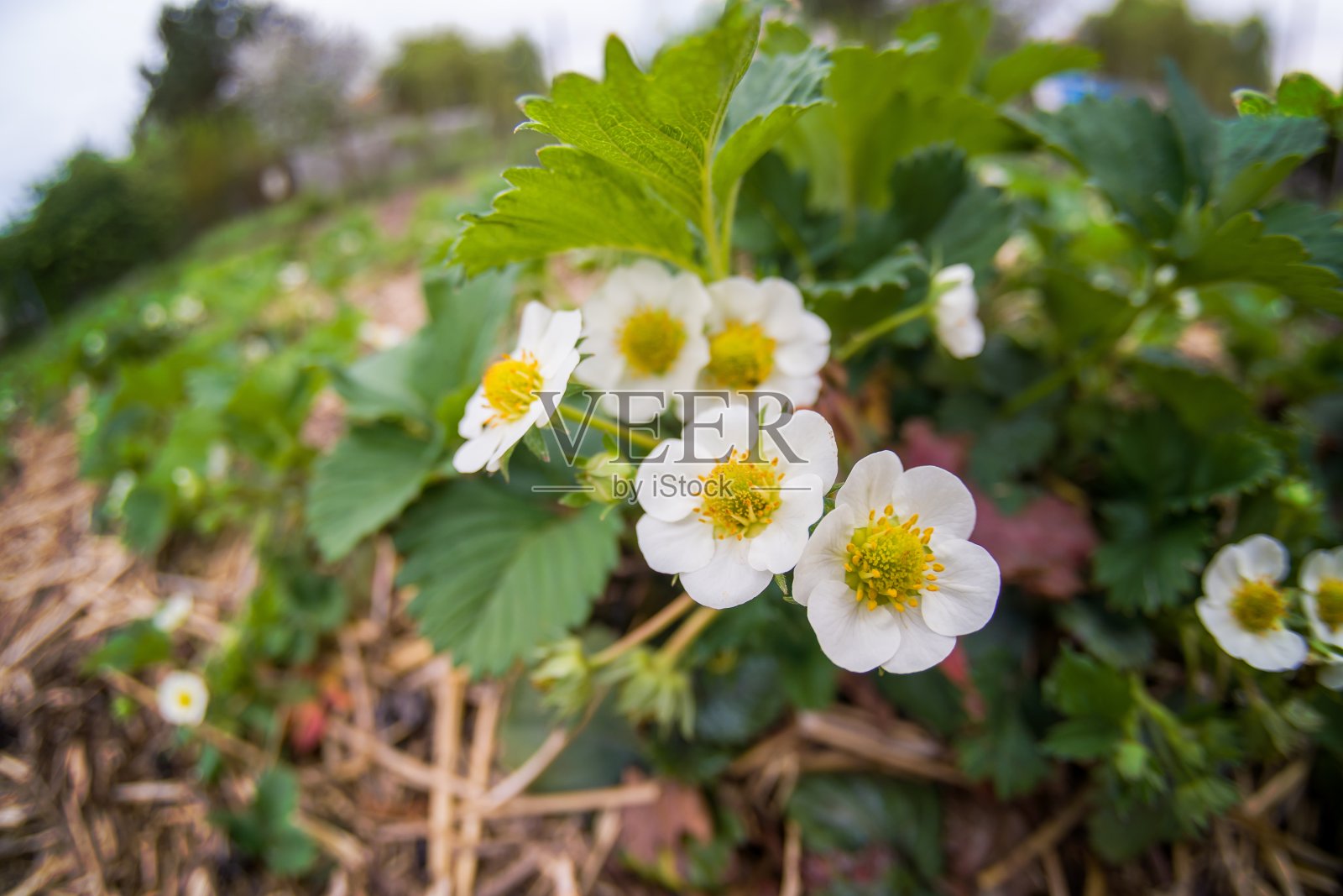 花园里盛开的草莓的白色花朵。照片摄影图片