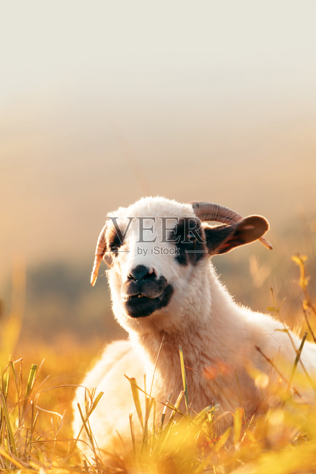 一只羔羊坐在秋天的阳光下。山牧场照片摄影图片