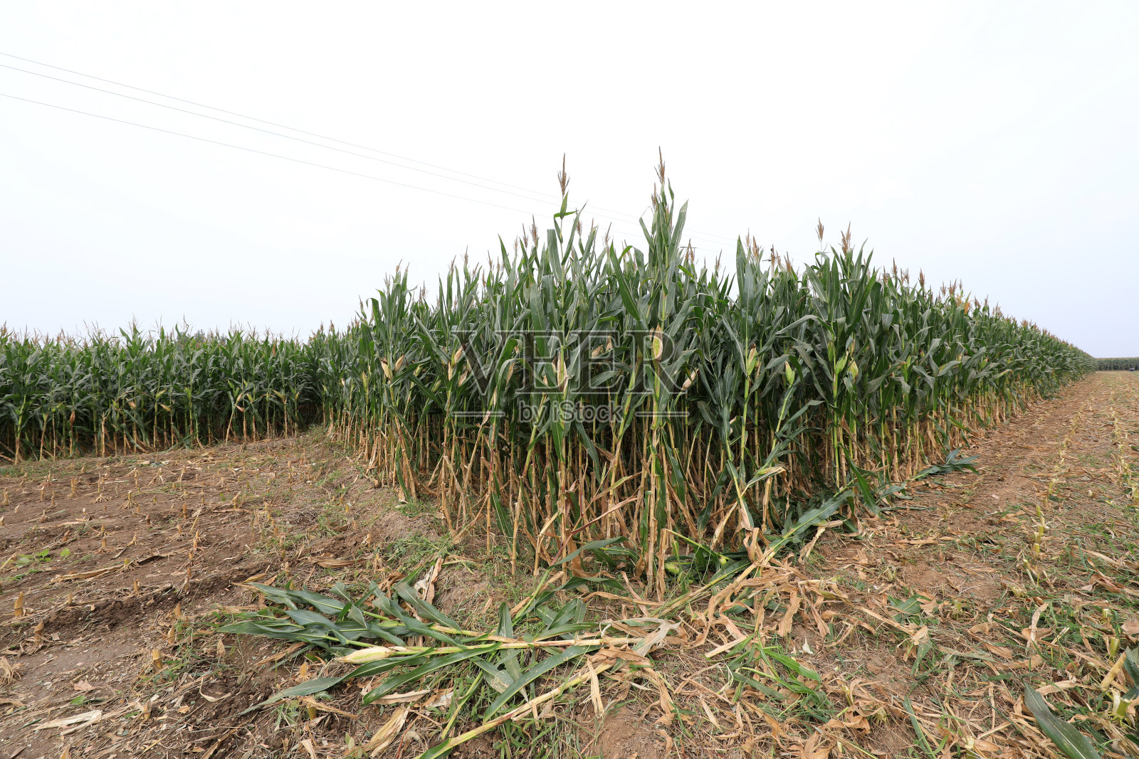 华北平原农田种植玉米照片摄影图片