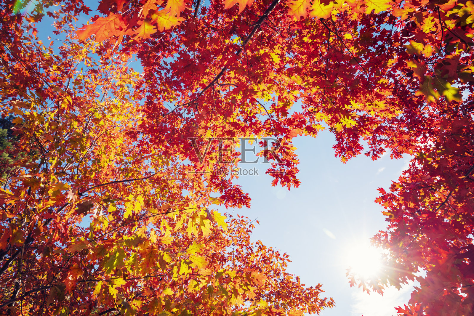 五彩缤纷的秋叶照片摄影图片