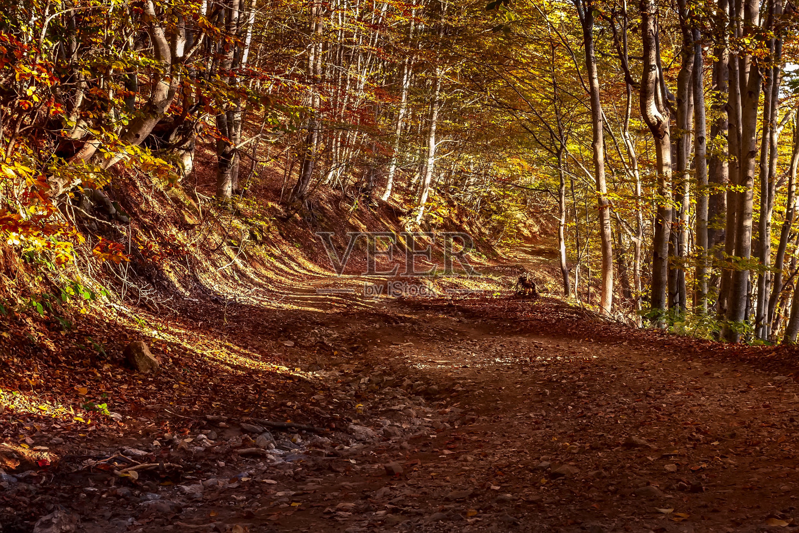 秋天森林里的小路照片摄影图片