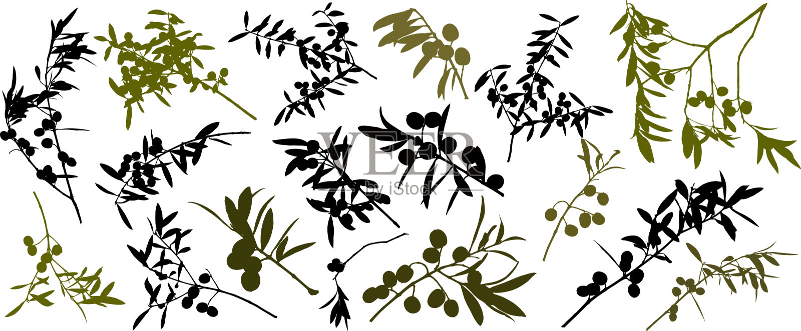 画着橄榄枝和树叶，树枝上有橄榄。插画图片素材