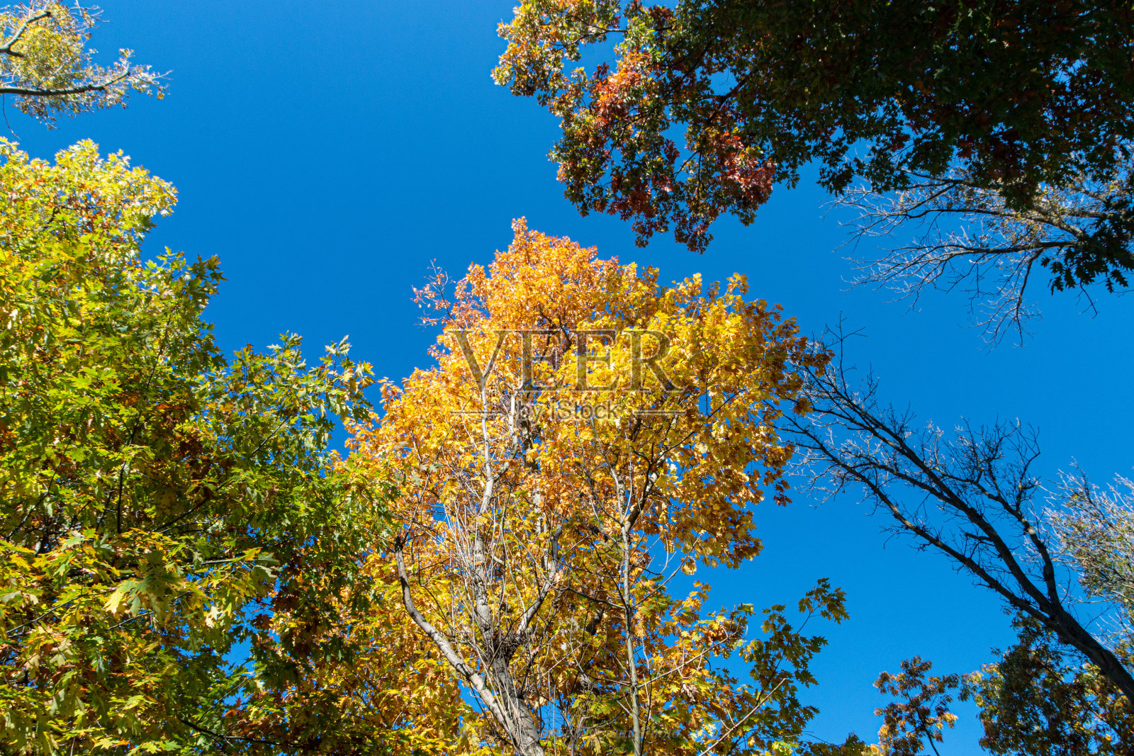 拉曼德里亚公园的秋天照片摄影图片
