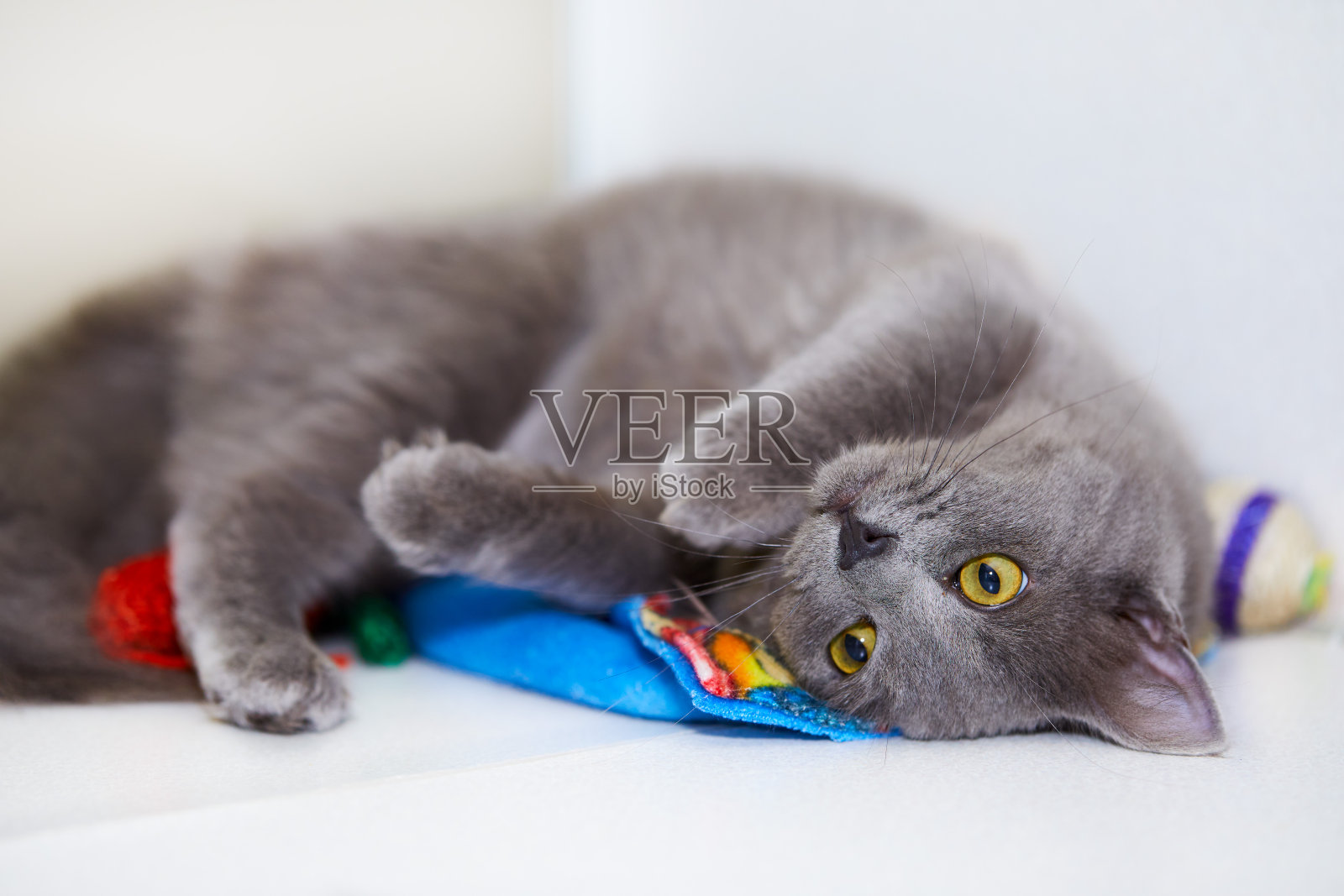 顽皮的灰色小猫咪在蓝色毯子上翻滚着照片摄影图片