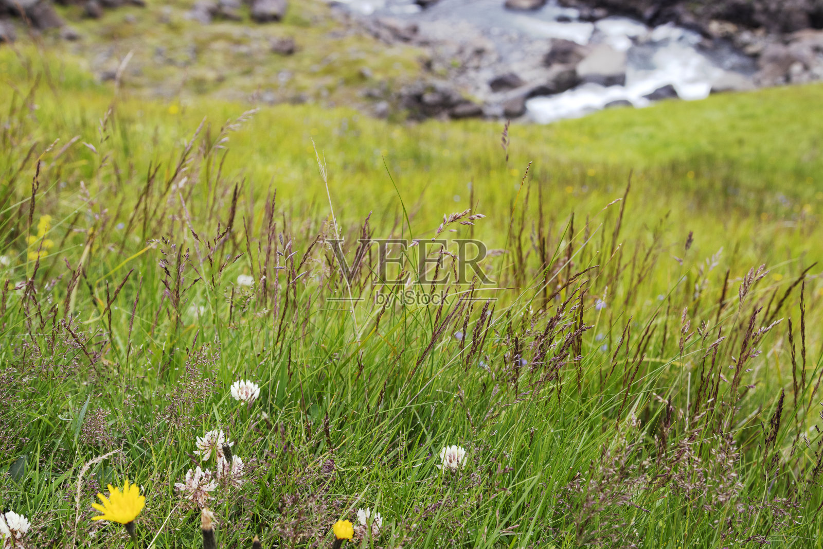 在冰岛的绿谷。绿色的草，野花和美丽的小河。照片摄影图片